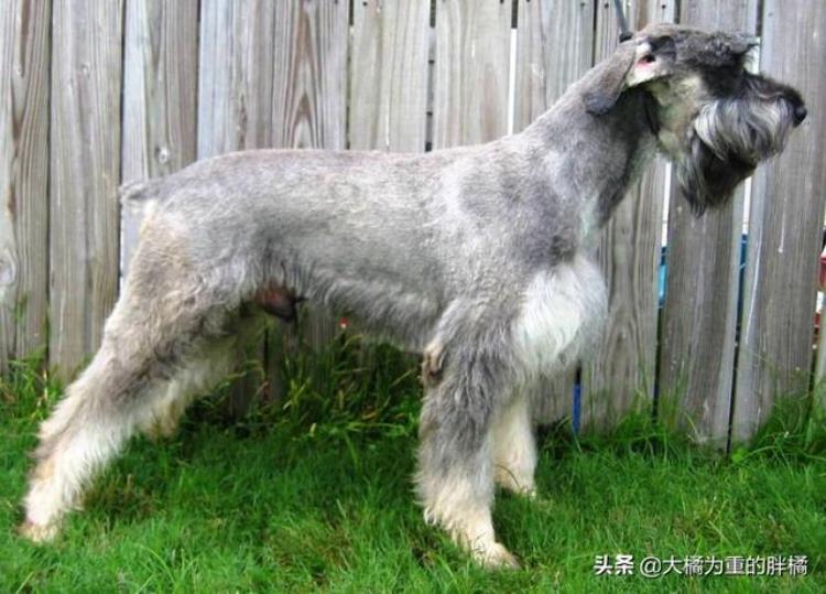 大型犬怎么抱起来,哪种巨型犬最温顺