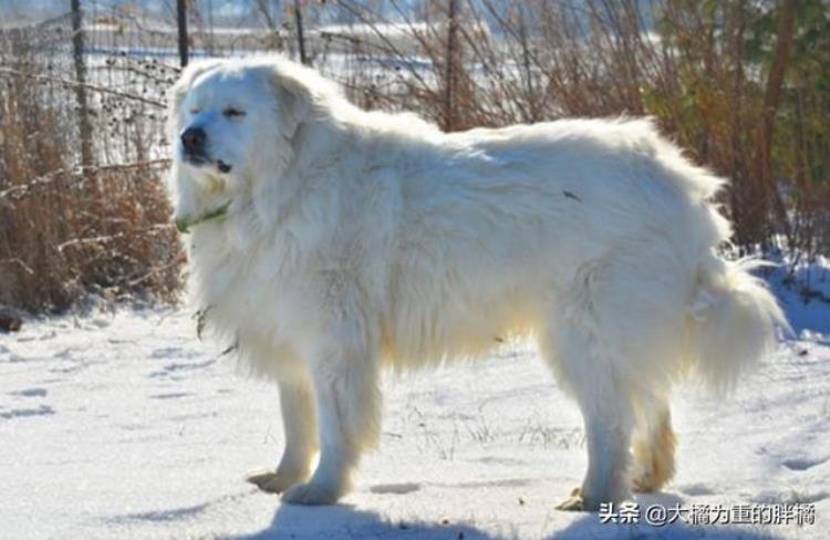 大型犬怎么抱起来,哪种巨型犬最温顺