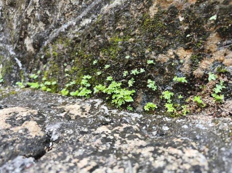 回声传音吓跑了日本人茂名有一扇墙雷雨天闹灵异事件