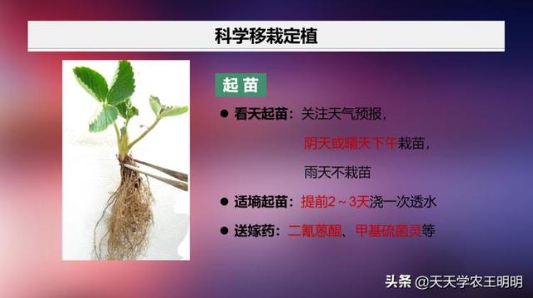 草莓苗期炭疽病可以治好吗,草莓炭疽根腐病怎么治