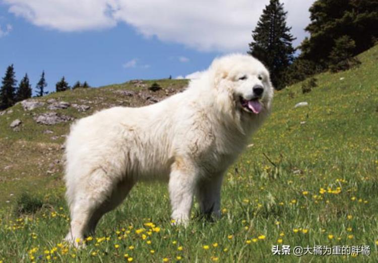 大型犬怎么抱起来,哪种巨型犬最温顺