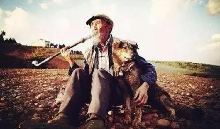 1993年电影老人与狗上映后为何狗和它的主人双双死亡,一只狗为了主人而死的电影