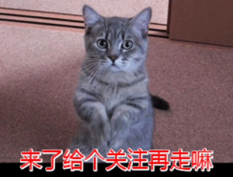 最可怕的几种猫敢养的都是大神,六种最难养的猫