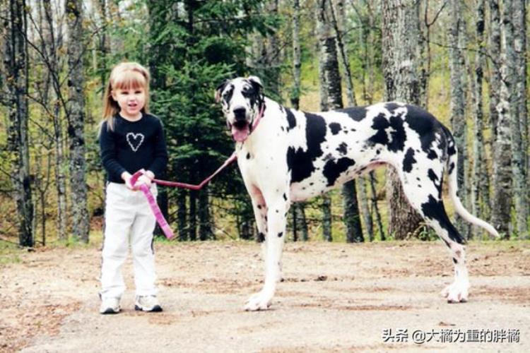 大型犬怎么抱起来,哪种巨型犬最温顺