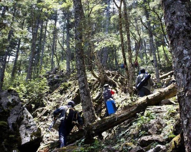 为什么神农架深处被列为禁区,神农架野人最新目击事件