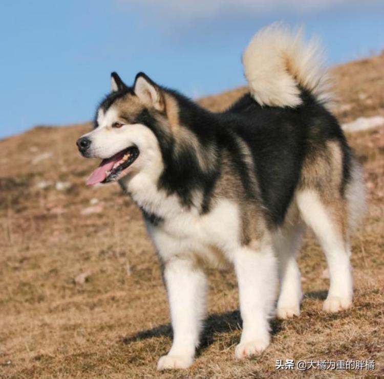 大型犬怎么抱起来,哪种巨型犬最温顺