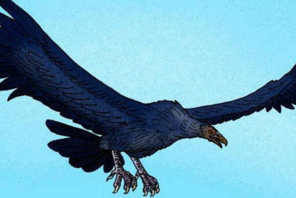 史前最大的鸟：桑氏伪齿鸟，翼展7.4米重80斤(乘风而起)