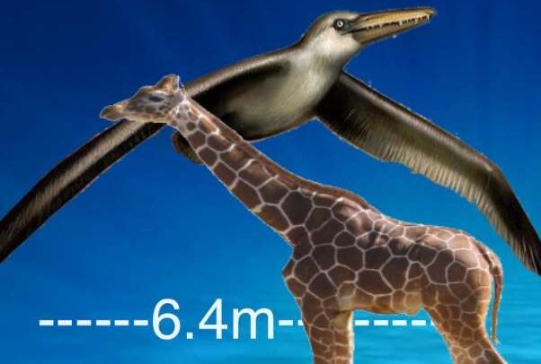 史前最大的鸟：桑氏伪齿鸟，翼展7.4米重80斤(乘风而起)