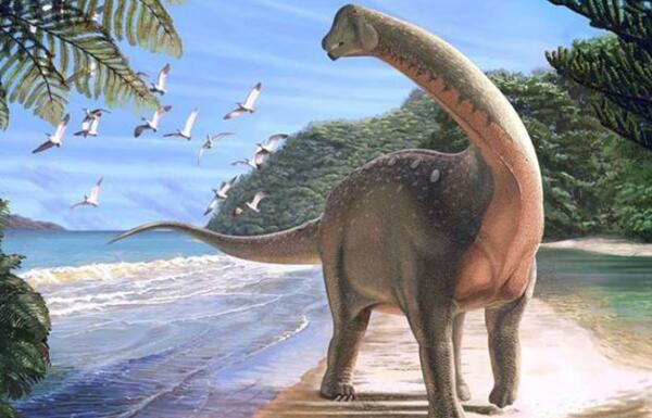 温顿巨龙：澳大利亚最大恐龙之一（长16米-1亿年前）
