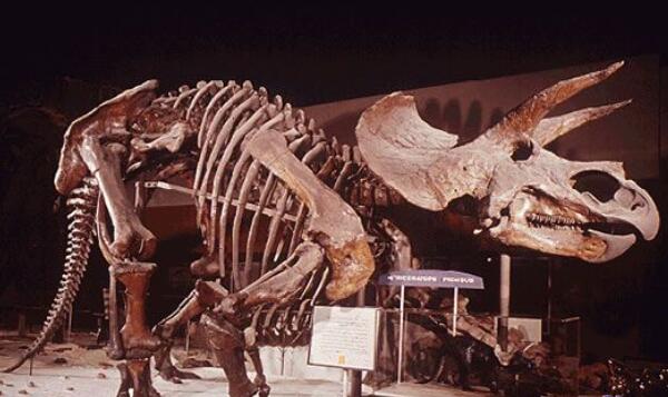 牛头龙：美国大型食草恐龙（长6米-距今1亿年前）