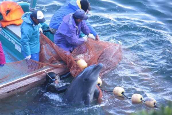 日本人杀海豚七大原因：第一杀海豚节的习俗是源头