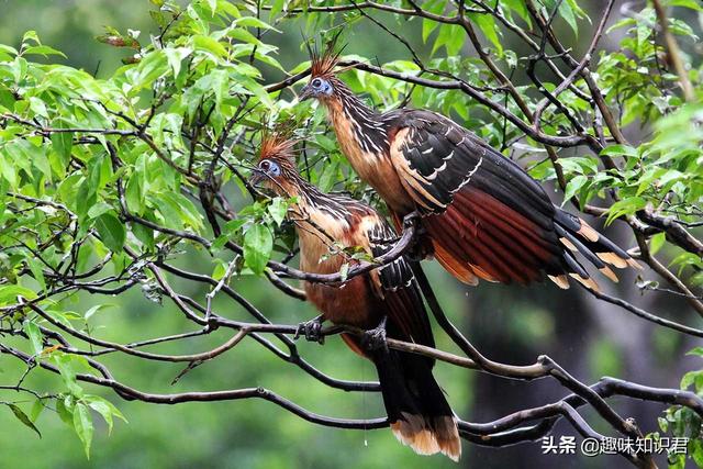 奇闻怪事最怕什么东西,奇闻怪事最怕什么