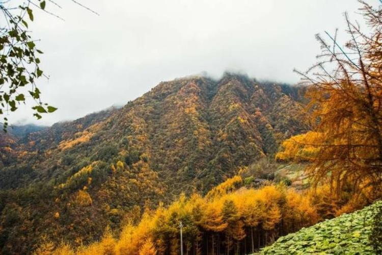 老鸦山彩林冷门秘境在哪,四川乐山彩林秘境