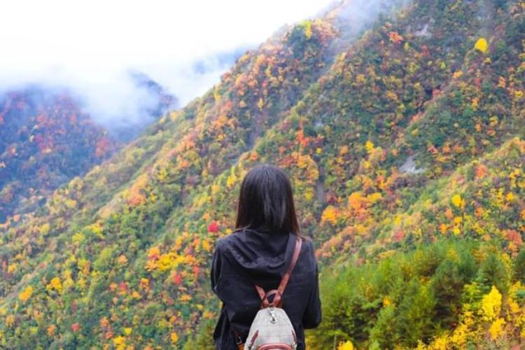 老鸦山彩林冷门秘境在哪,四川乐山彩林秘境