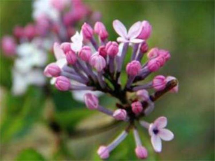 丁香适合在家里种植吗,丁香适合室内养吗