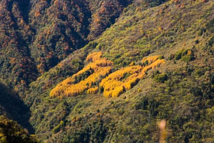 老鸦山彩林冷门秘境在哪,四川乐山彩林秘境