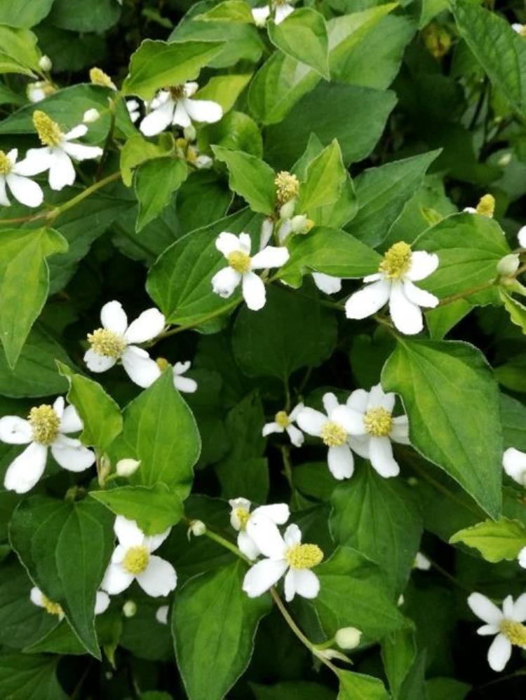 丁香适合在家里种植吗,丁香适合室内养吗