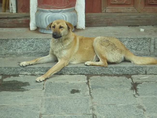 中华田园犬有哪些种类？大家都认识几种呢