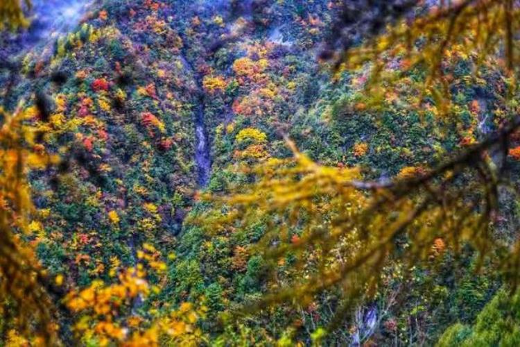 老鸦山彩林冷门秘境在哪,四川乐山彩林秘境