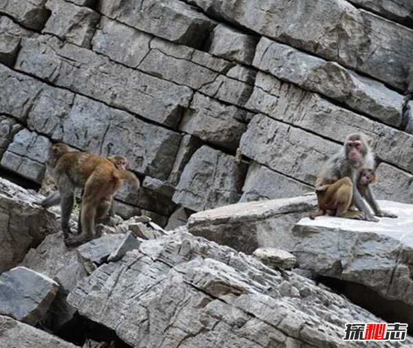 三峡中猿鸣的作用?揭三峡猿啼之谜