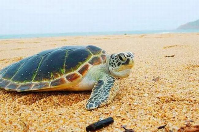 海龟为什么不会迷路-感应地球磁场强度(堪称生物罗盘)