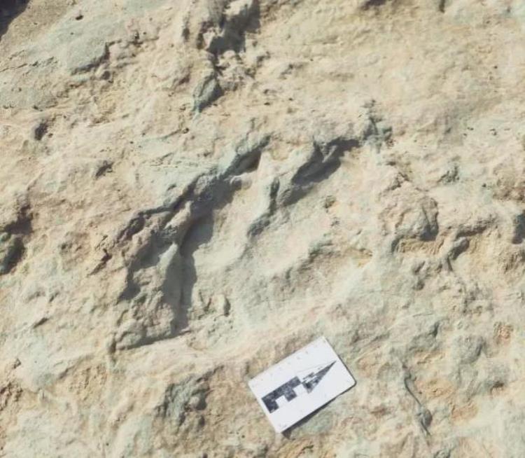 宣化发现恐龙脚印,宣化发现最大的恐龙
