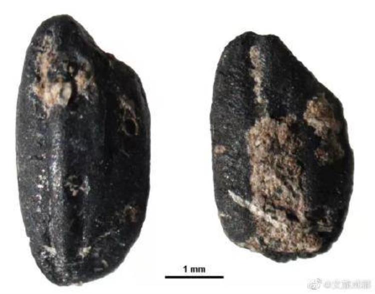 5000年前大型宫殿面世黄土高原发现百万粒水稻遗存这里或存在史前古国