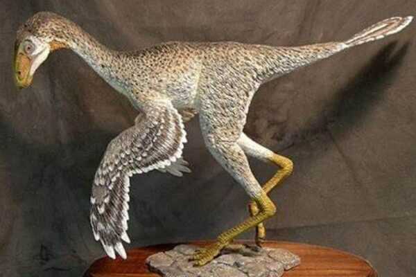 原始祖鸟-最古老的窃蛋龙类(不足火鸡大小-酷似鸟类)