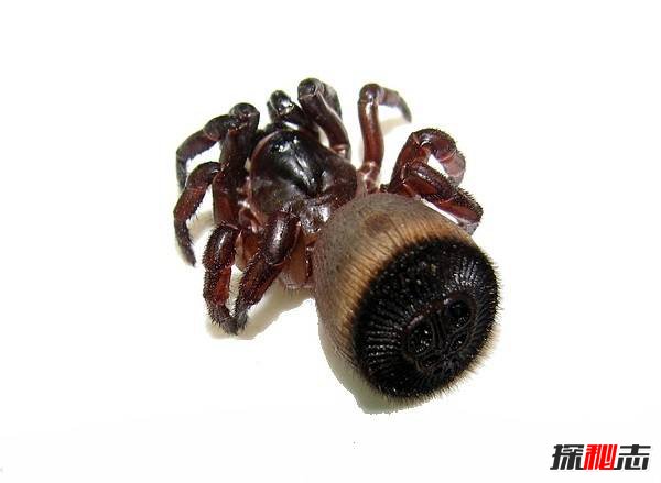 史前恐怖生物：虾蟆螈（身长5米以恐龙为食）