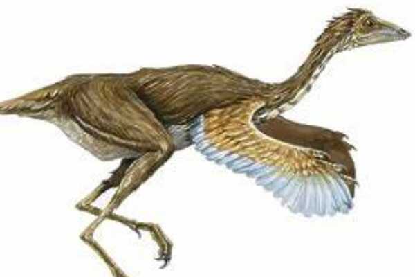 原始祖鸟-最古老的窃蛋龙类(不足火鸡大小-酷似鸟类)