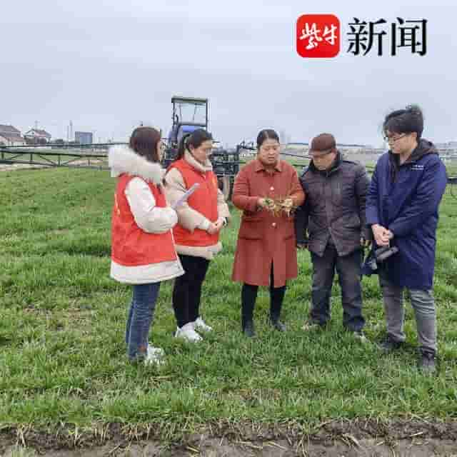 海安：55万亩小麦科技赋能 “智慧”春管提速又提质