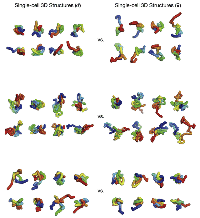 斯坦福学者开发生物医学新工具，破解基因组三维结构百年科学难题