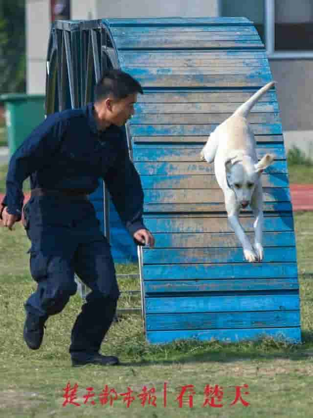 为什么警犬都身怀绝技？这个神秘警犬基地曝光，看完惊呆了