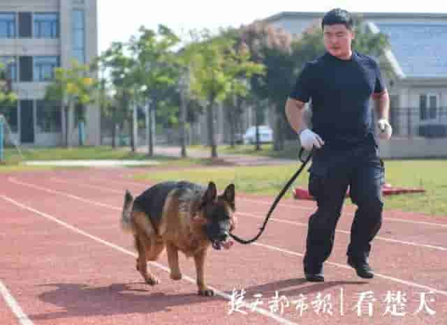 为什么警犬都身怀绝技？这个神秘警犬基地曝光，看完惊呆了