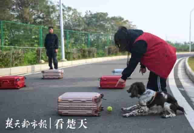 为什么警犬都身怀绝技？这个神秘警犬基地曝光，看完惊呆了