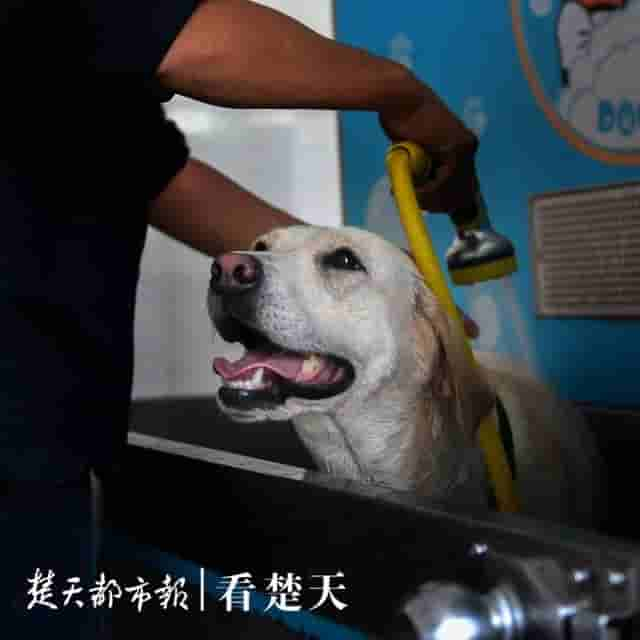 为什么警犬都身怀绝技？这个神秘警犬基地曝光，看完惊呆了