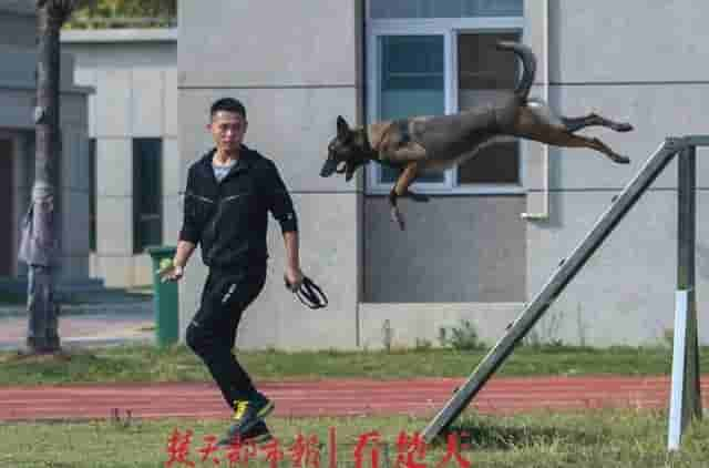 为什么警犬都身怀绝技？这个神秘警犬基地曝光，看完惊呆了